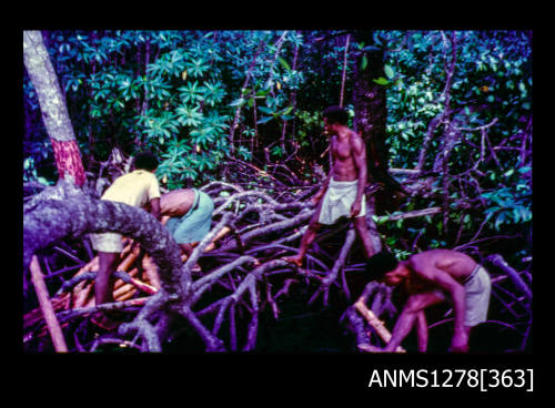 35mm colour transparency of four Papua New Guinean men handling tree braches laying on the ground