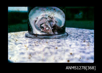 35mm colour transparency of a pearl shell, with flesh and pearl still attached, in a specimen jar
