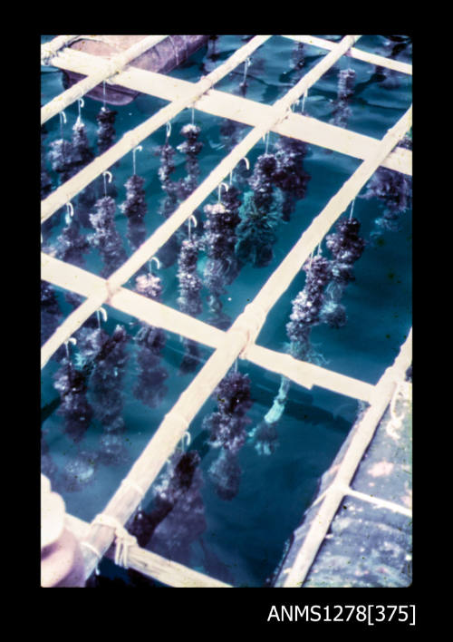 35mm colour transparency of pearl shells hanging from rope, attached to wooden beams