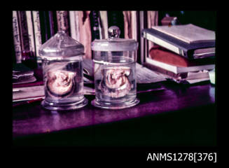 35mm colour transparency of two specimen jars sitting on a table, each containing a pearl shell with flesh and pearls still attached