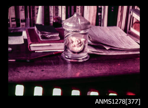 35mm colour transparency of a specimen jar sitting on a table, containing a pearl shell with flesh still attached