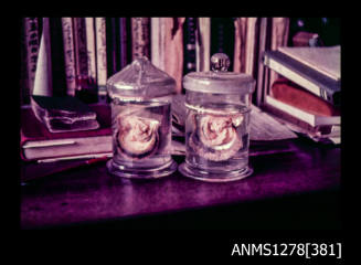 35mm colour transparency of two specimen jars sitting on a table, each containing a pearl shell with flesh and pearls still attached