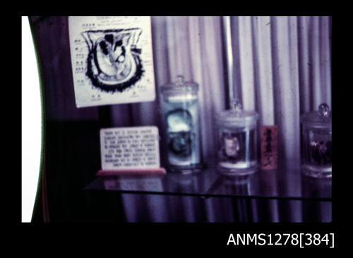 35mm colour transparency of three specimen jars containing pearl shells, next to an anatomical diagram of a pearl shell