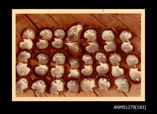 Colour photograph of thirty-seven pearl shells, many of which have blister pearls