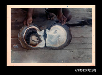 Colour photograph of two halves of an opened pearl shell, with the flesh still attached