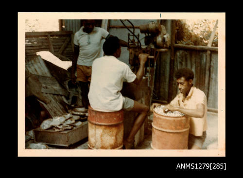 Colour photograph of three Papua New Guinean men; one standing, one sitting using pearling machinery, and the third touching half pearls (or mabe pearls) in a large metal cylindrical container