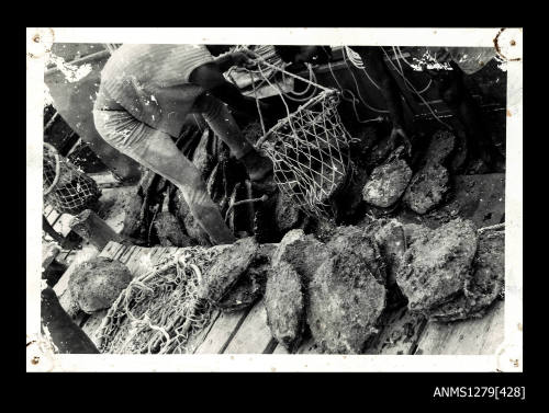 A person removing pearl shells from nets, and placing them on the wharf