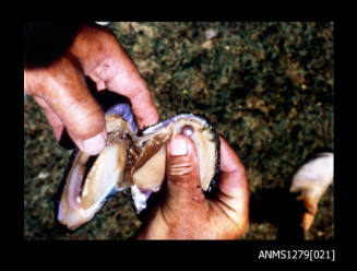 Colour photograph of a mans hands holding open a pearl shell, with a pearl inside, in Cairns