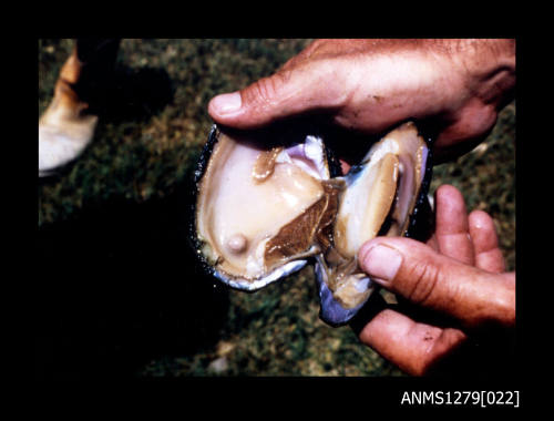 Colour photograph of a mans hands holding open a pearl shell, with a pearl inside, in Cairns