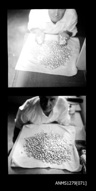 Two black-and-white negatives, joined together, the first of a man holding a handful of half pearls (or mabe pearls) from a large pile of half pearls, and the second of the man standing next to the half pearls