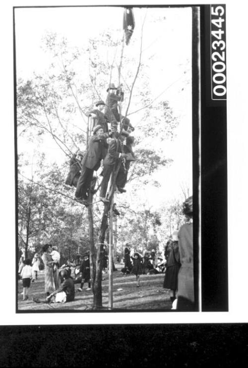 Six men up a tree overlooking a crowd of people