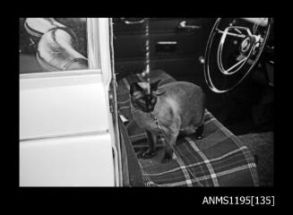 Australian National Speedboat Championships 1971, a cat in a car