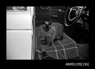 Australian National Speedboat Championships 1971, a cat in a car