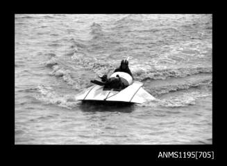 Wagga Boat Club, unidentified inboard hydroplane