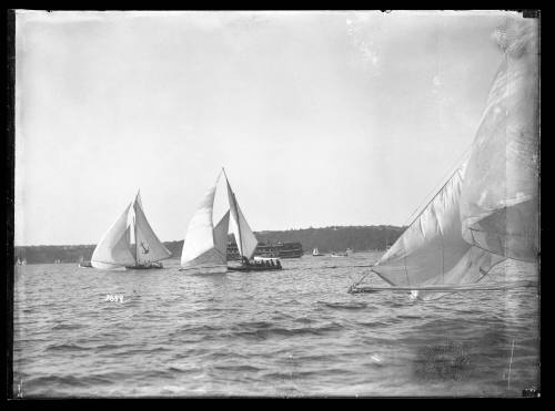 Three 18-foot skiffs racing on Sydney Harbour