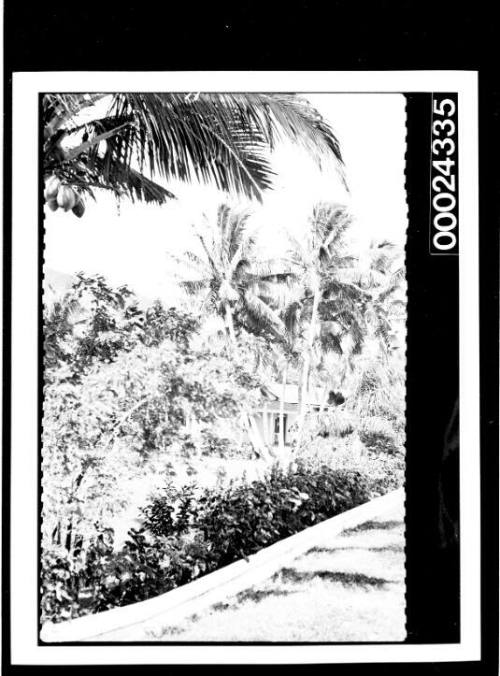 A building and tropical garden in Rarotonga