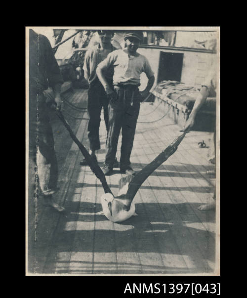 Photograph depicting an albatross on a ship's deck