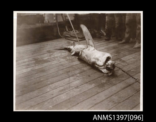 Shark caught on a line on the deck of a vessel