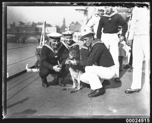 German sailors with a wallaby on board the German cruiser KOLN