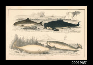 Plate XXX.  Four whales.