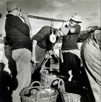 Men weighing fish