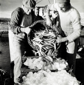 Photograph of men pouring a basket of fish into ice
