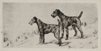 Cigarette card depicting two dog's looking ahead
