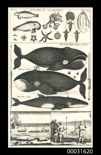 Of the Fishes &c of Greenland : Volume 1 figures 71 - 98