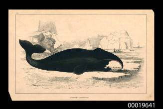 Whale on an ice floe