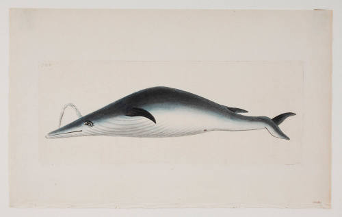 Plate 720 of a spouting whale