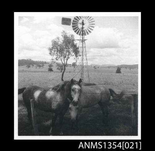 Horses at Tooloogan Vale