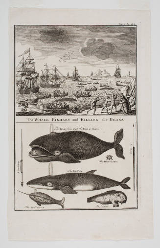 The whale fishery and killing the bears