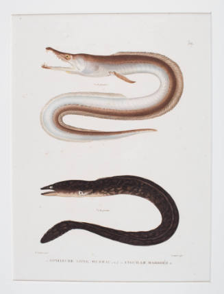 Plate 51 Ophisure long museau;  Anguille marbree [long snout and marbled eels]