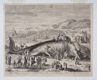 Een Walvisch.  Long 70 voeten gestrandt op de Hollandise zee-kust.  tusschen Schevelingen en Katwyk in Sprokkelmaandt 1598