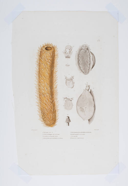 Plate 75  Marine Invertebrates