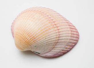 Pink cockle shell