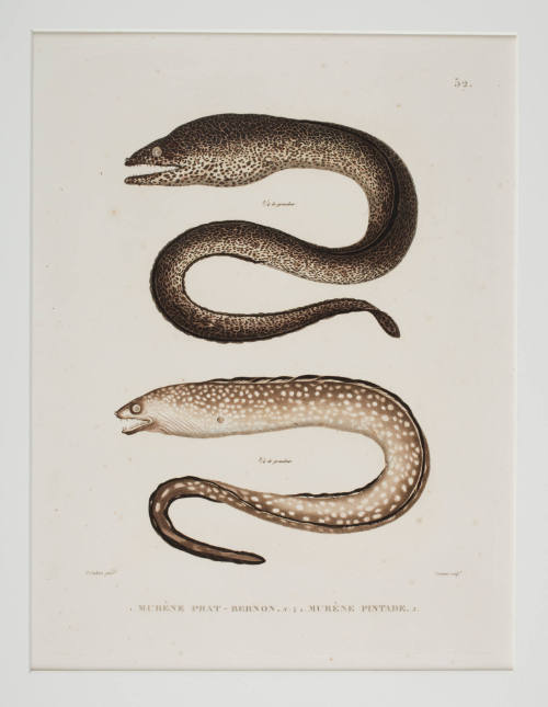 Plate 52 Murene prat - bernon; Murene pintade