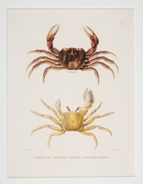 Plate 77 Thelphuse chaperon arrondi ocypode bombe