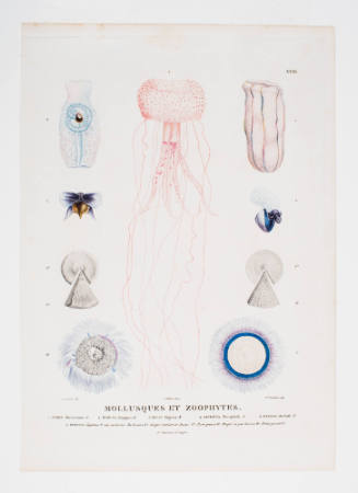 Mollusques et Zoophytes, Plate XXXI