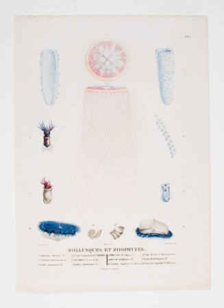 Mollusques et Zoophytes, Plate XXX