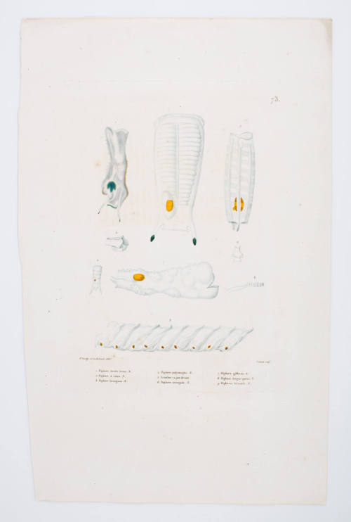 Plate 73 Marine Invertebrates