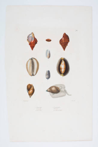 Plate 72  Marine Invertebrates (Molluscs)