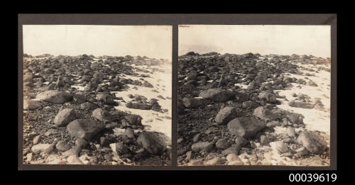 Skua gull and two chicks, Cape Roberts, January 1912