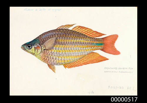 Red-Finned Rainbow Fish