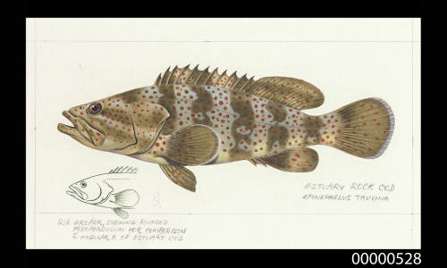 Estuary Rock Cod