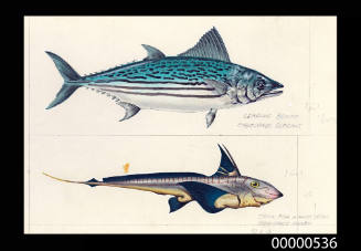 Leaping Bonito (Cybiosard elegans) and Spookfish (Hydrolagus ogilbyi)
