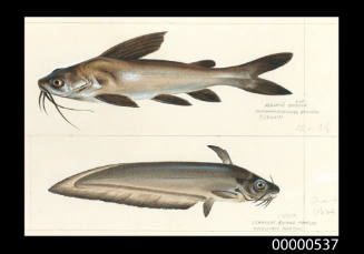 Berney's catfish (Hexanematichthys berneyi) straight-backed catfish (Neosilurus mortoni)