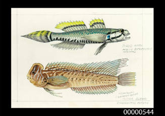 Bridled goby (Arenigobius bifrenatus) and Oyster blenny (Omobranchus anolius)