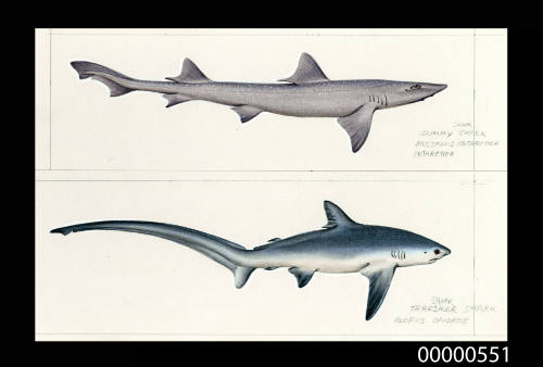 Gummy shark (Mustelus antarctica) and Thresher shark (Alopias caudatus)