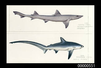 Gummy shark (Mustelus antarctica) and Thresher shark (Alopias caudatus)
